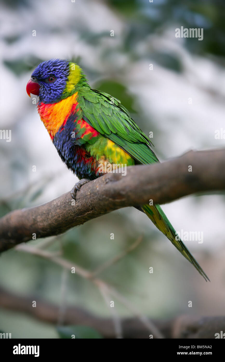 Little rainbow parrot lorikeet Trichoglossus haematodus Stock Photo