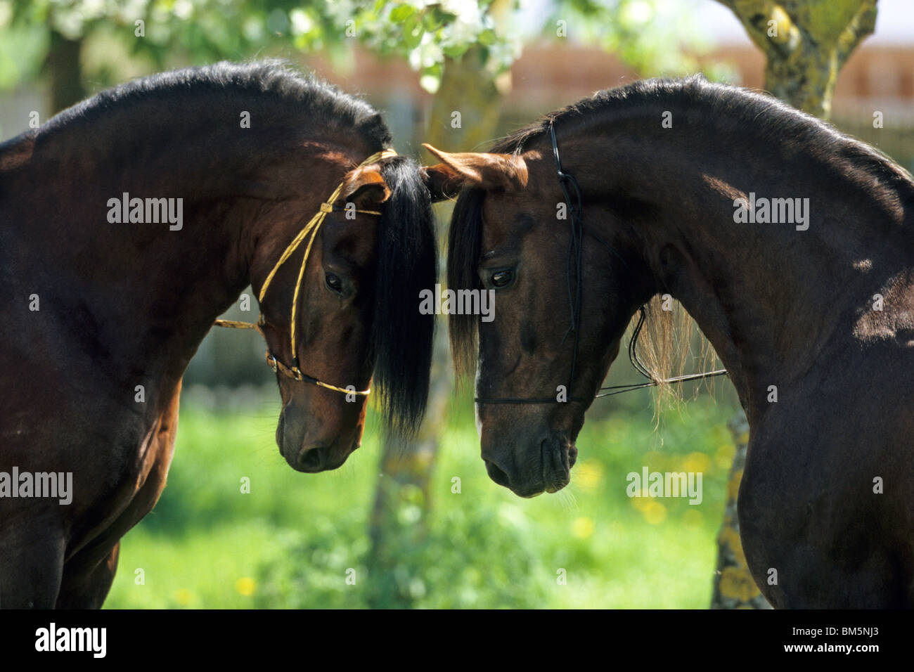 Paso Fino (Equus ferus caballus), two stallions head to head. Stock Photo