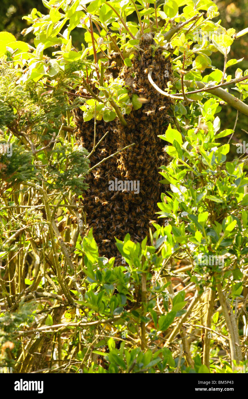 Honey bees, Apis Mellifera swarming with Queen Bee in garden foliage. Stock Photo