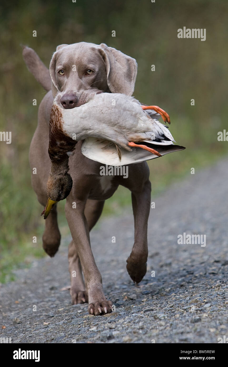 weimaraner duck hunting
