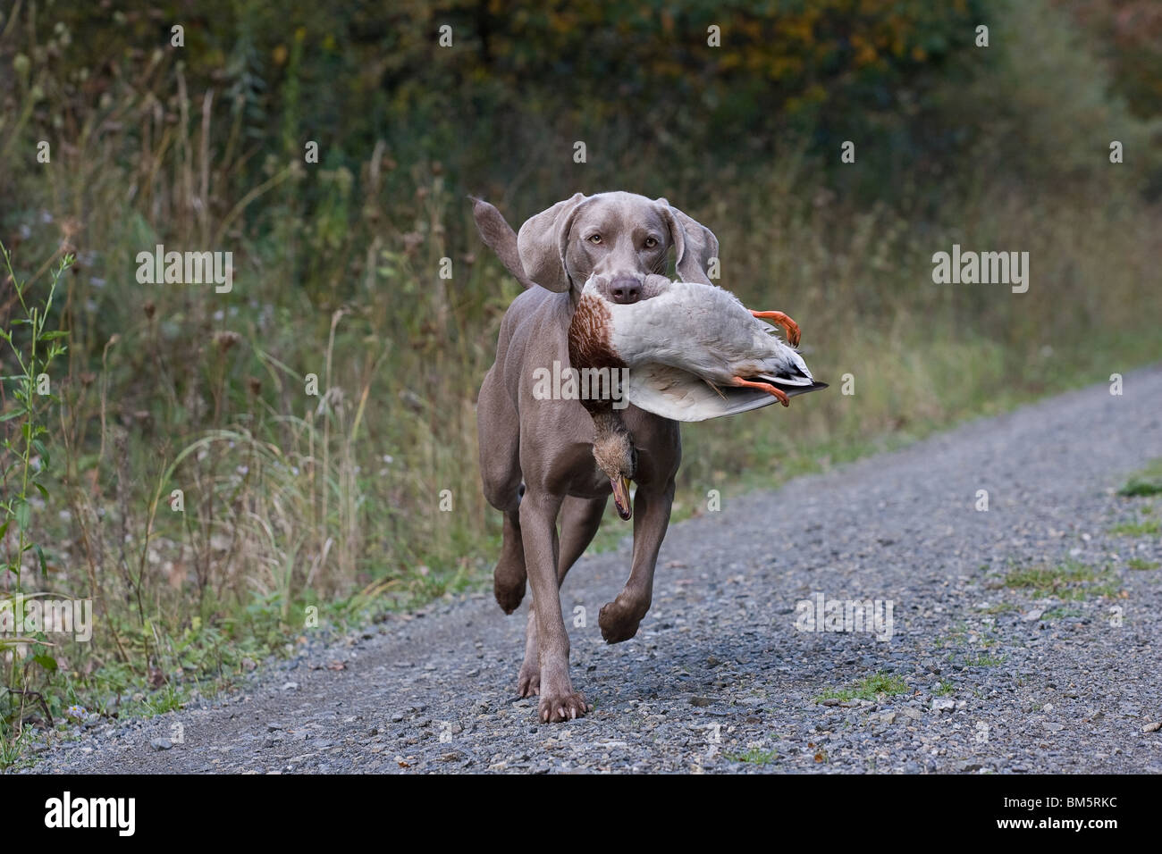 weimaraner duck hunting