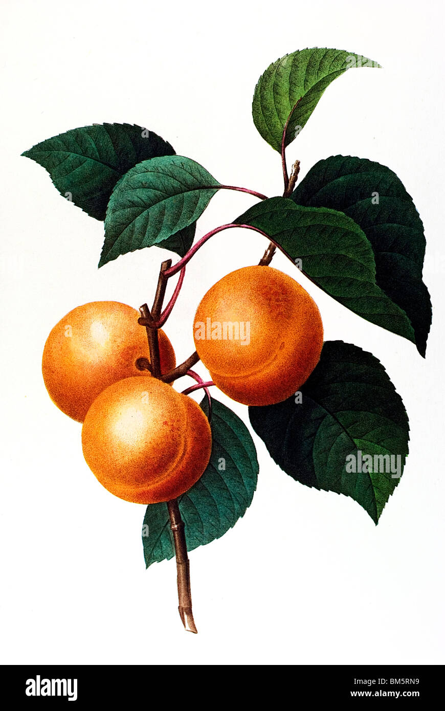 Common Wild Plum Stock Photo