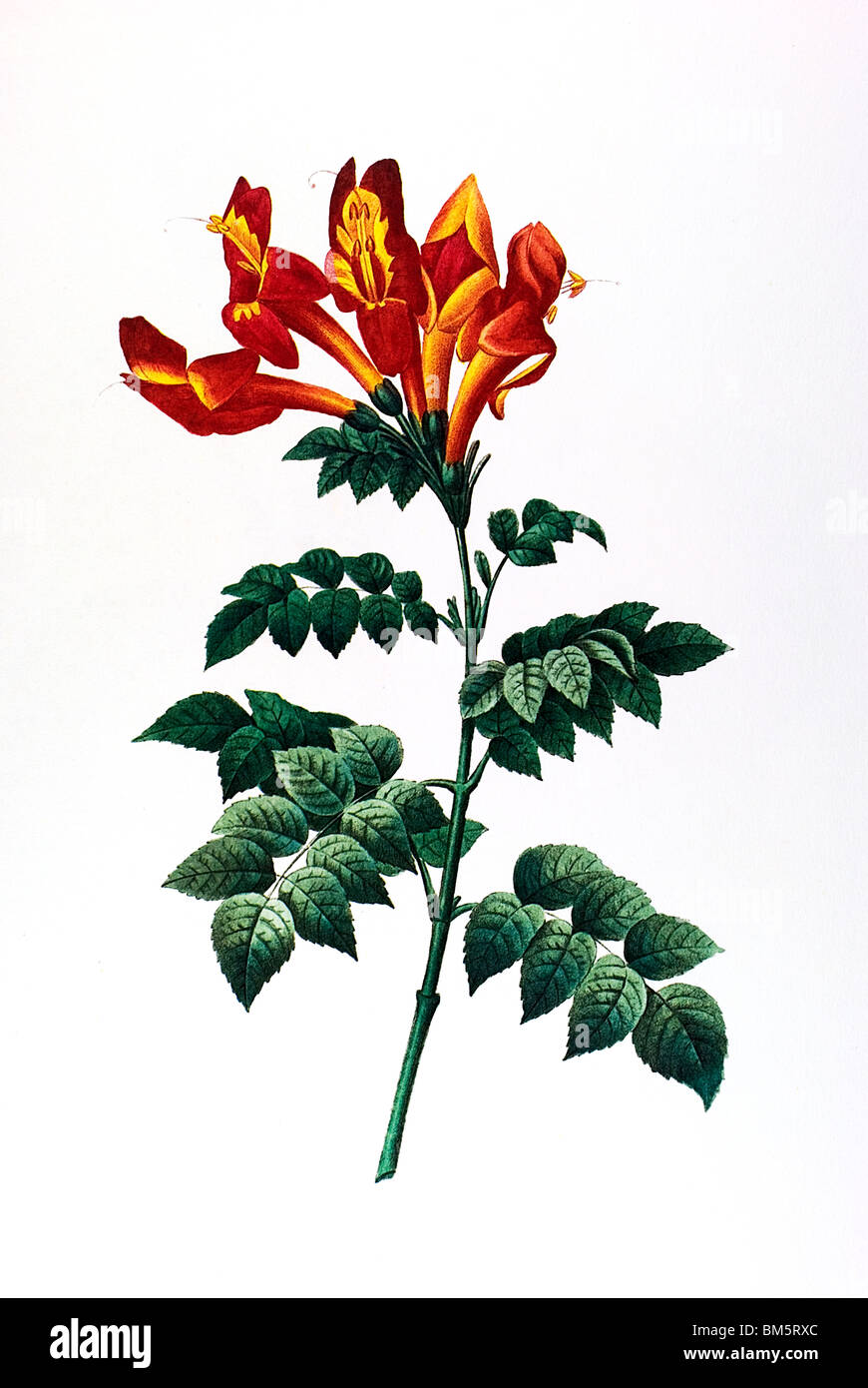 Chinese Trumpet Vine Stock Photo