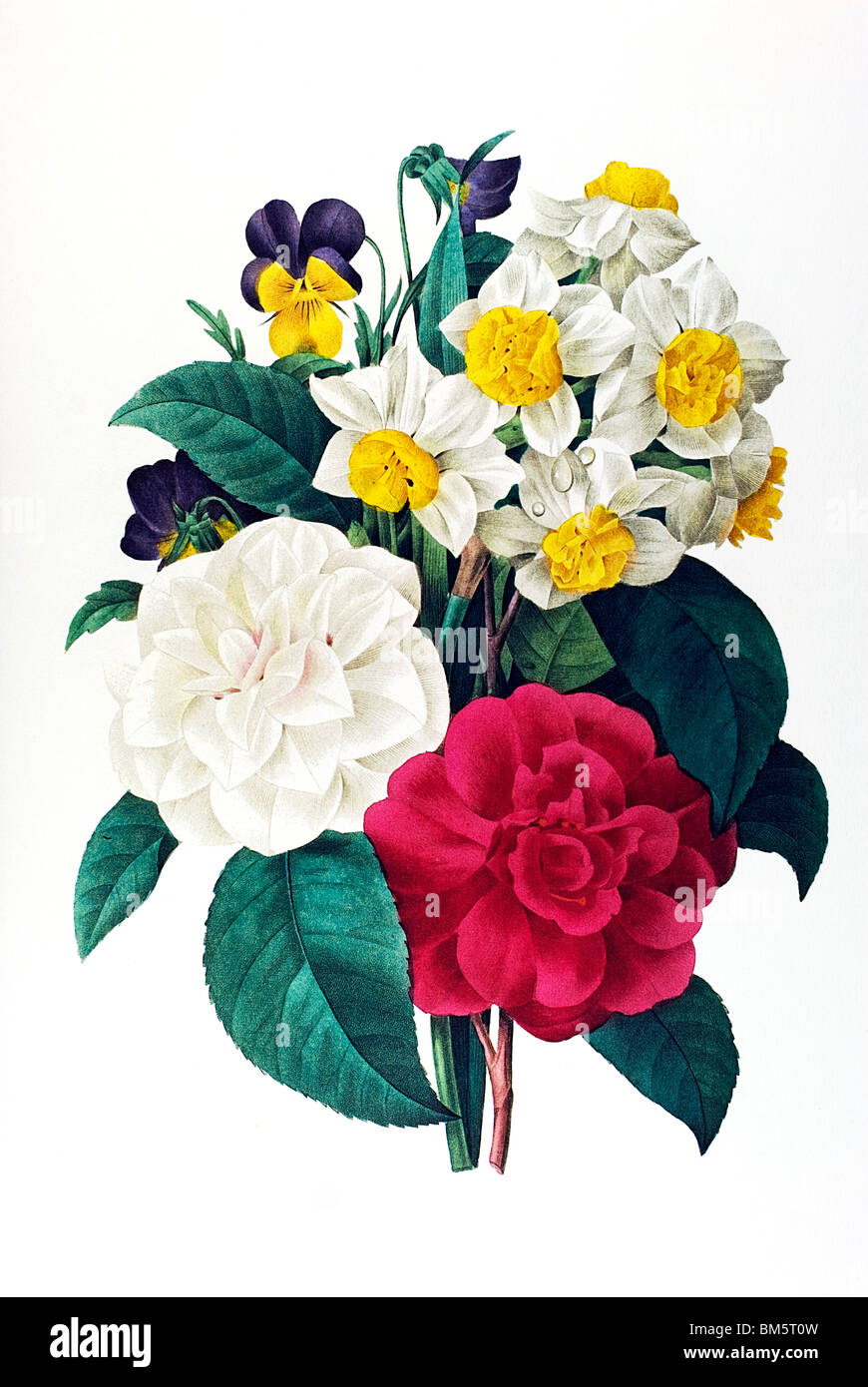 Camellias, daffodils and pansies Stock Photo