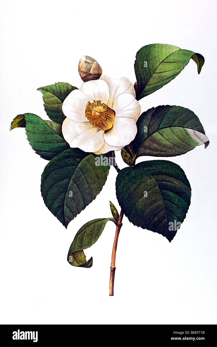 Japanese Camellia white Stock Photo