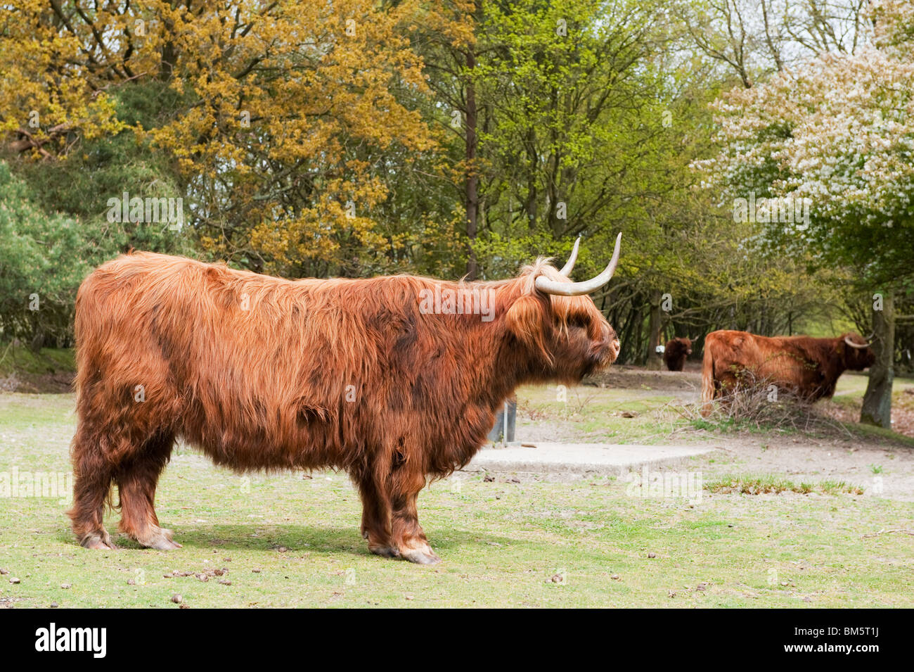 Scottisch Highlander as natural grazing animal in Dutch Moorland Stock Photo