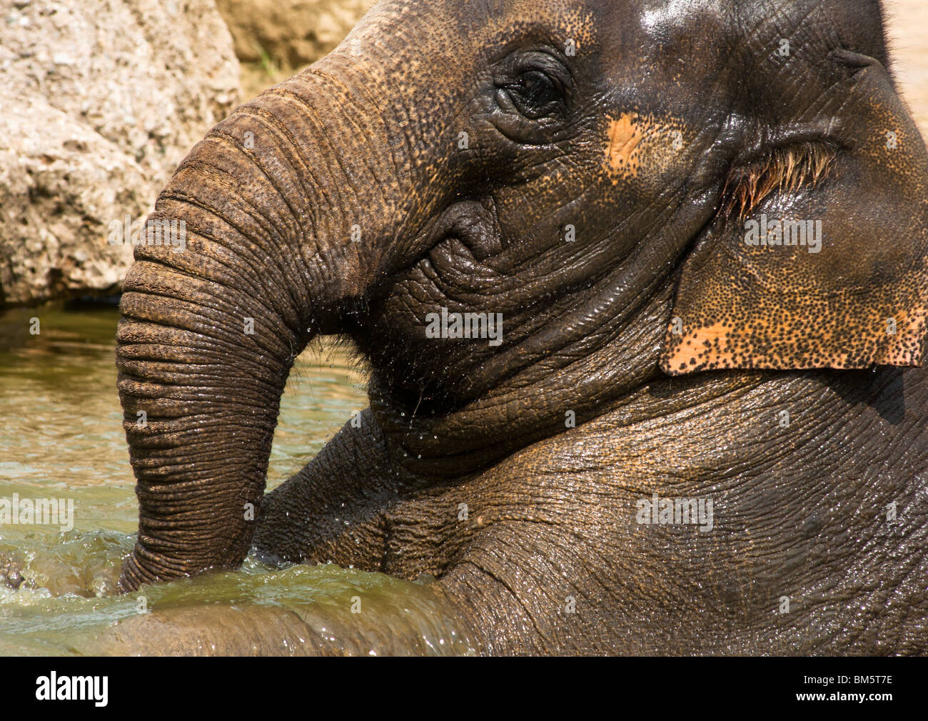 An Indian elephant cooling down Stock Photo