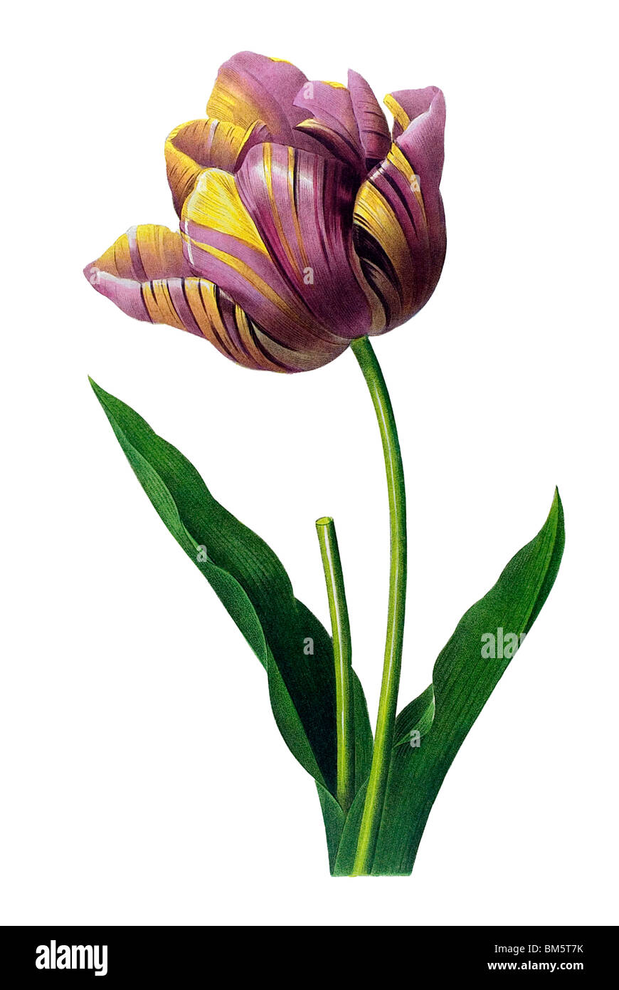 Tulipa gesneriana variegata Stock Photo