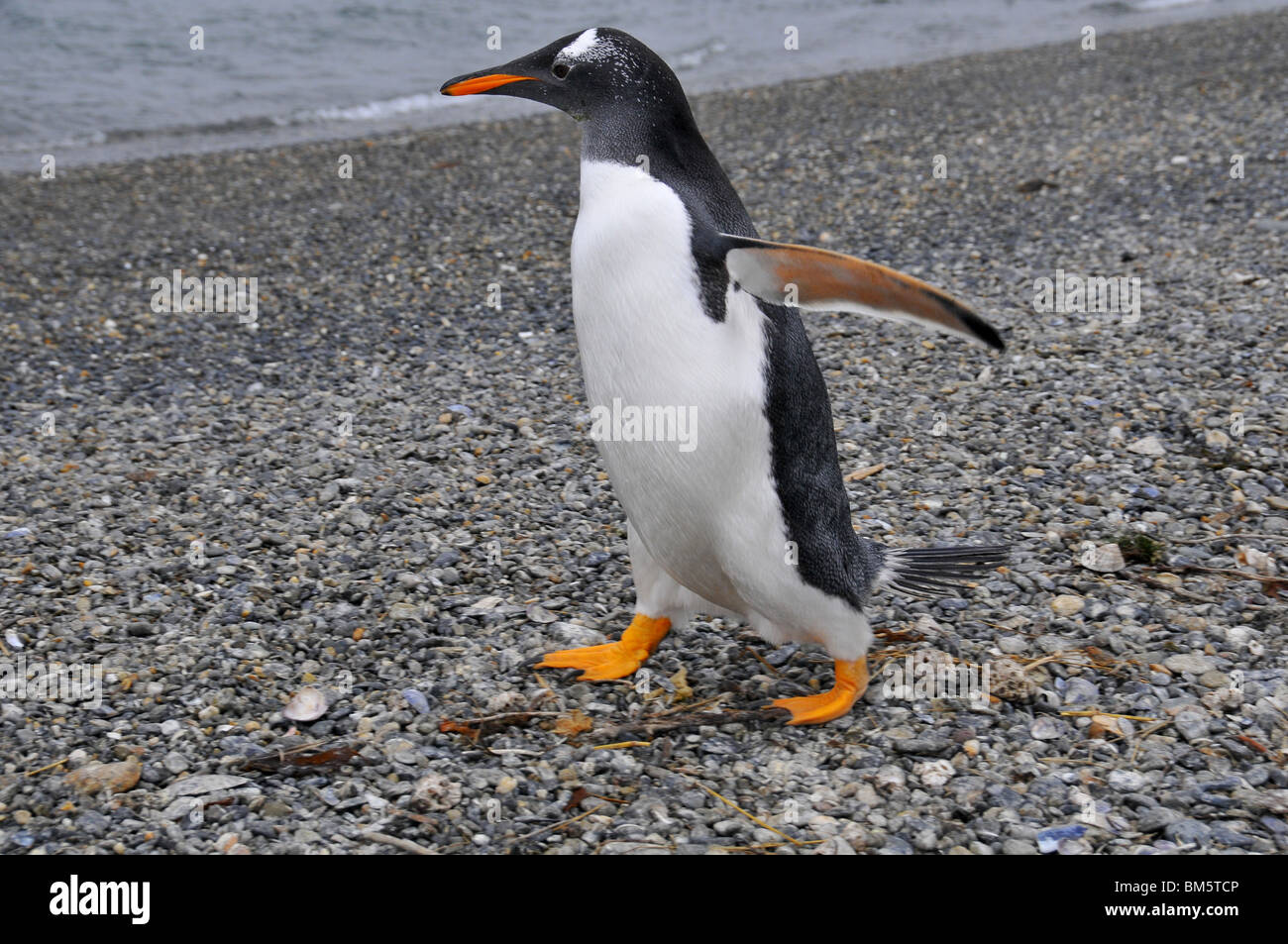 Antarctic gentoo penguin Pygoscelis papua  Antarctica with red beak and red-footed walking with opened wings Stock Photo