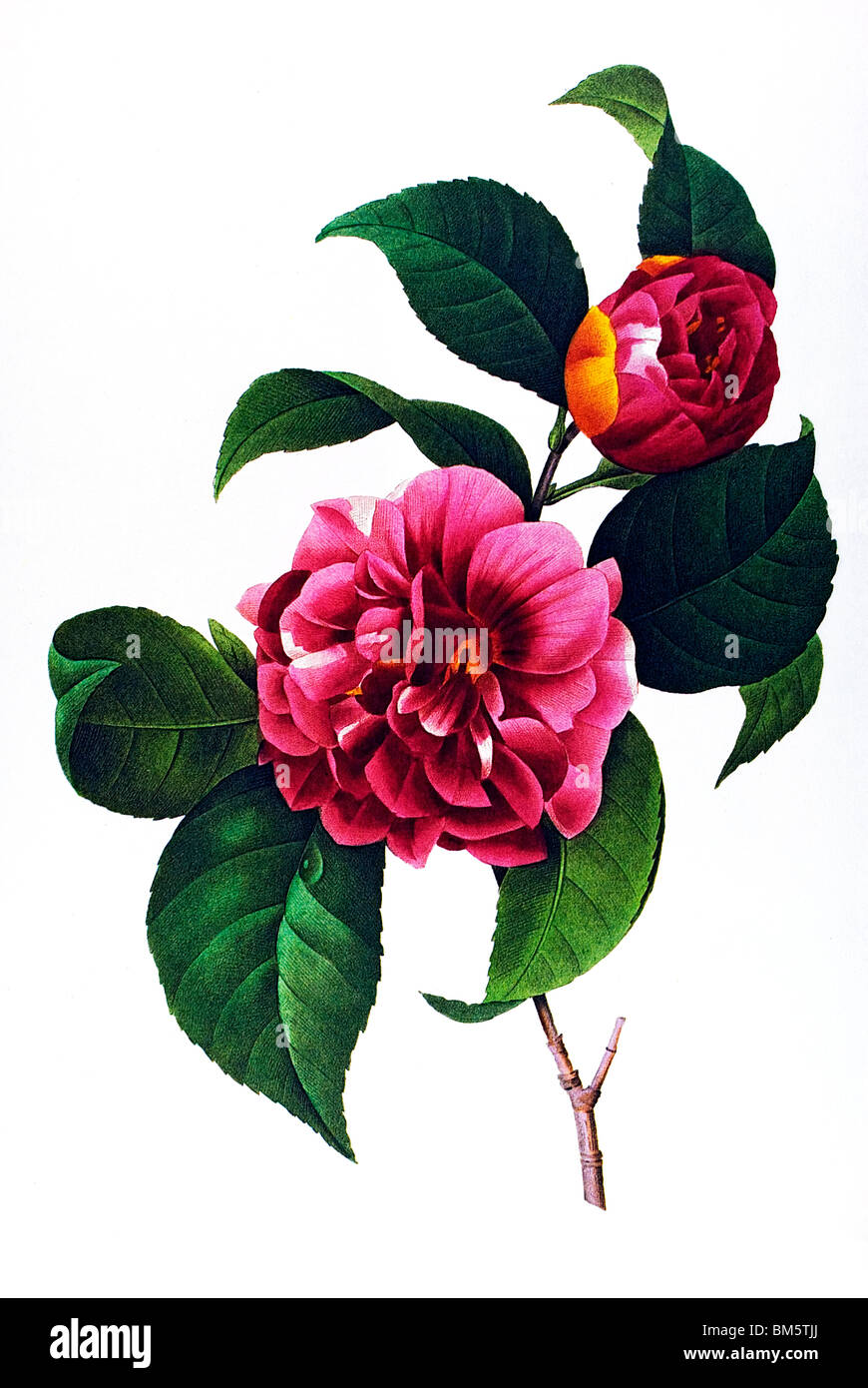 Japanese Camellia red Stock Photo