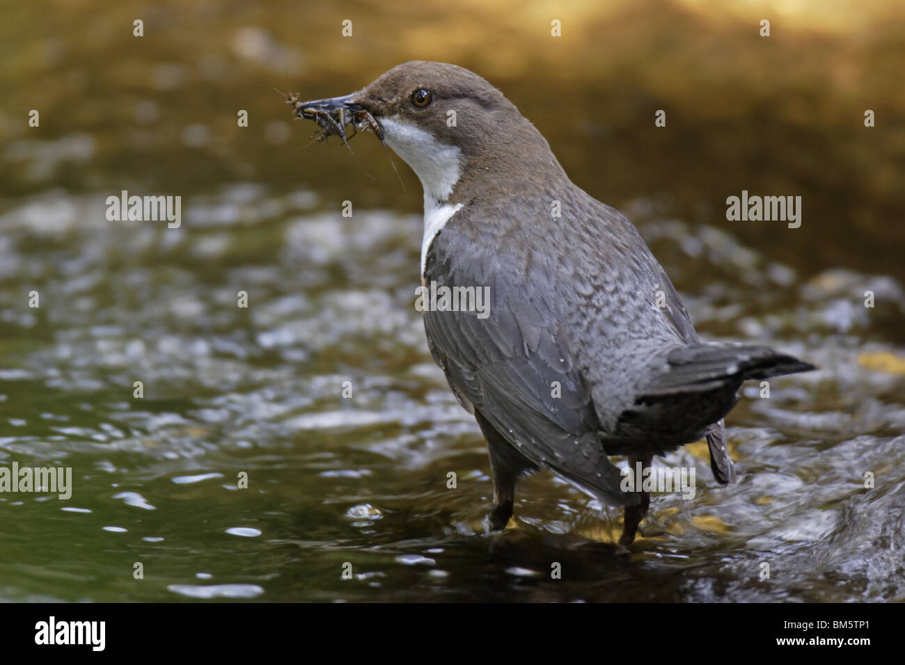 Wasseramsel, Cinclus, European, White, throated, Dipper Stock Photo