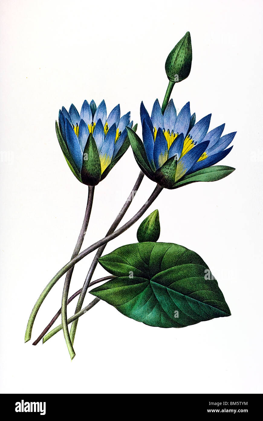 Egyptian lily hi-res stock photography and images - Alamy