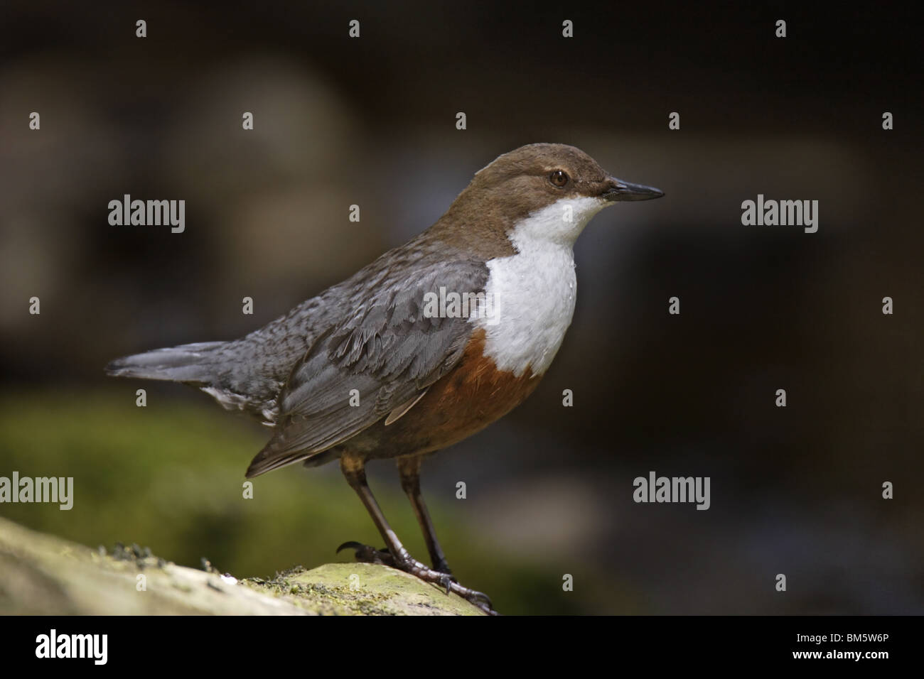 Wasseramsel, Cinclus, European, White, throated, Dipper Stock Photo