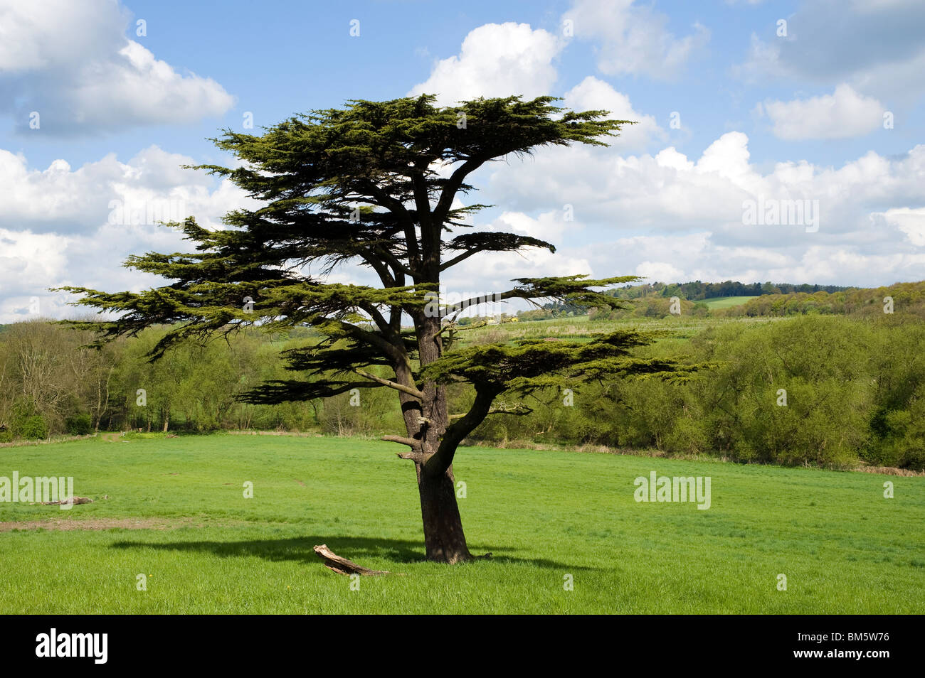 Lone Tree in field Stock Photo - Alamy