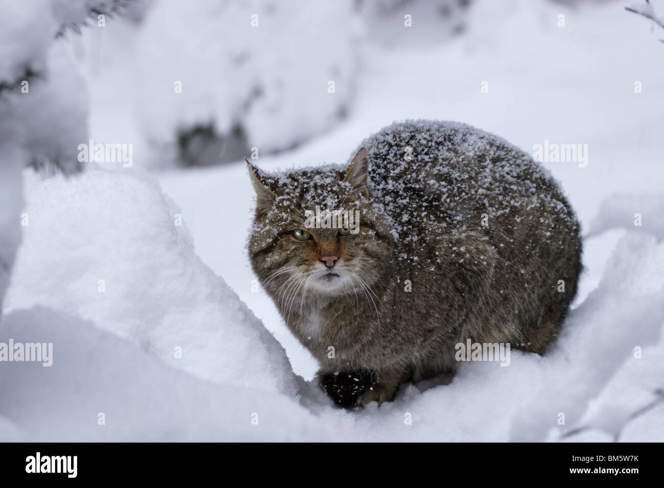 Wildkatze, Europäische, wildcat, Felis, silvestris, Stock Photo