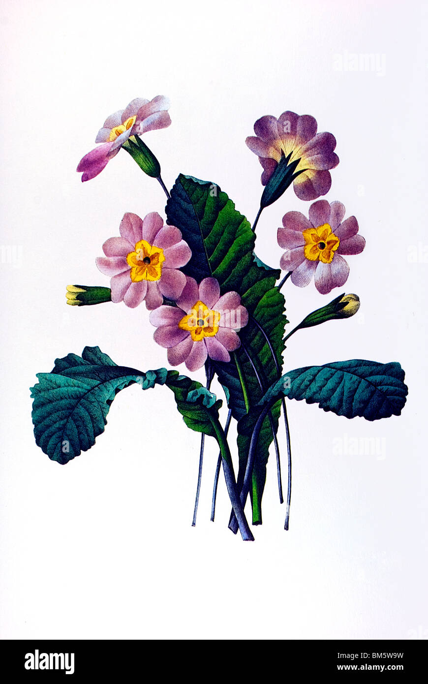 Common primrose Stock Photo