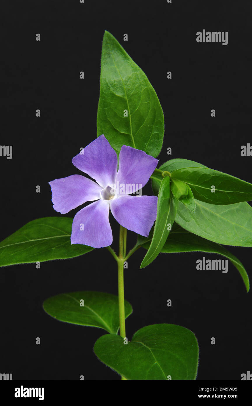Vinca major commonly known as Large Periwinkle and Greater Periwinkle and Blue Periwinkle Stock Photo