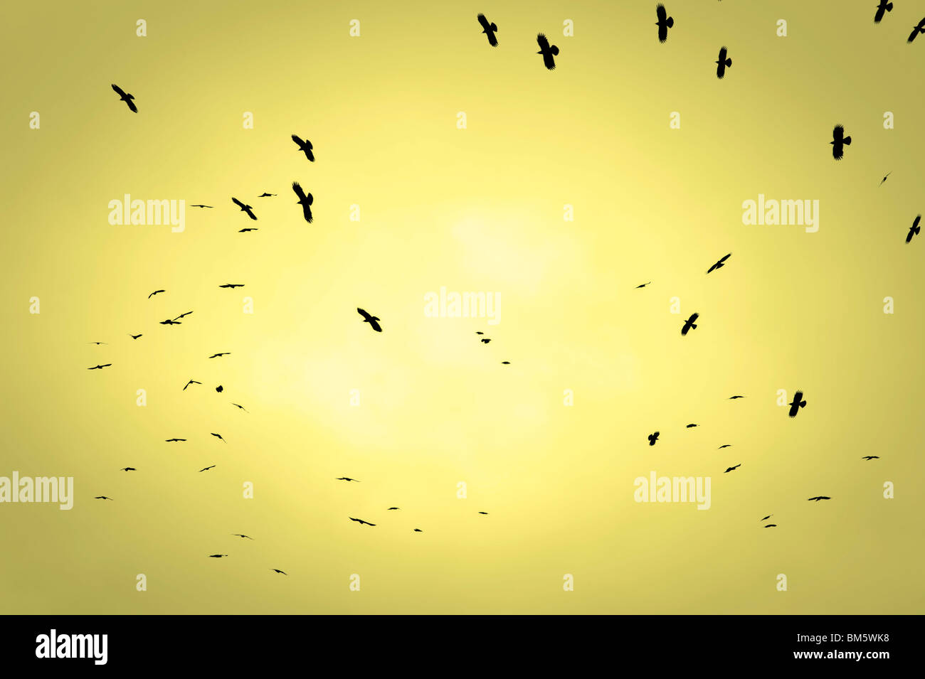 Many birds circling overhead silhouetted against a yellow sky Stock Photo