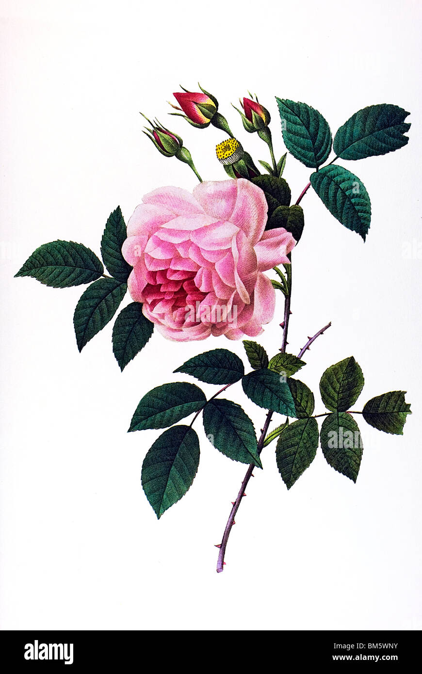 Rosa indica pink white Stock Photo