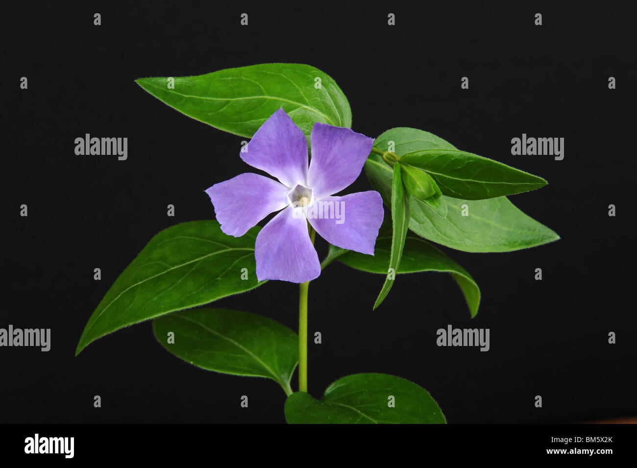 Vinca major commonly known as Large Periwinkle and Greater Periwinkle and Blue Periwinkle Stock Photo