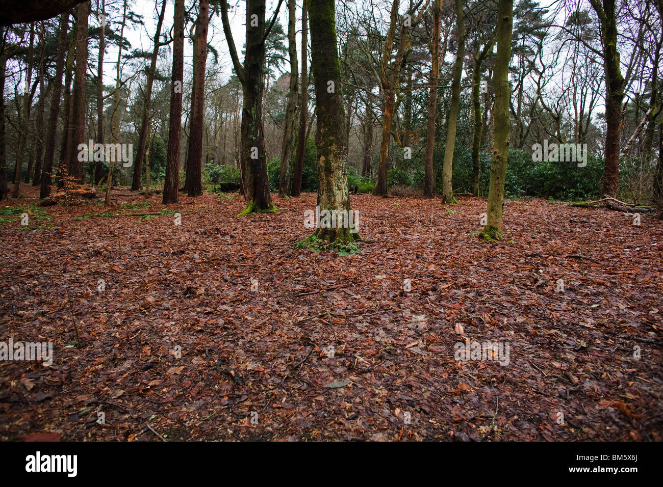 Woodland in winter. Stock Photo