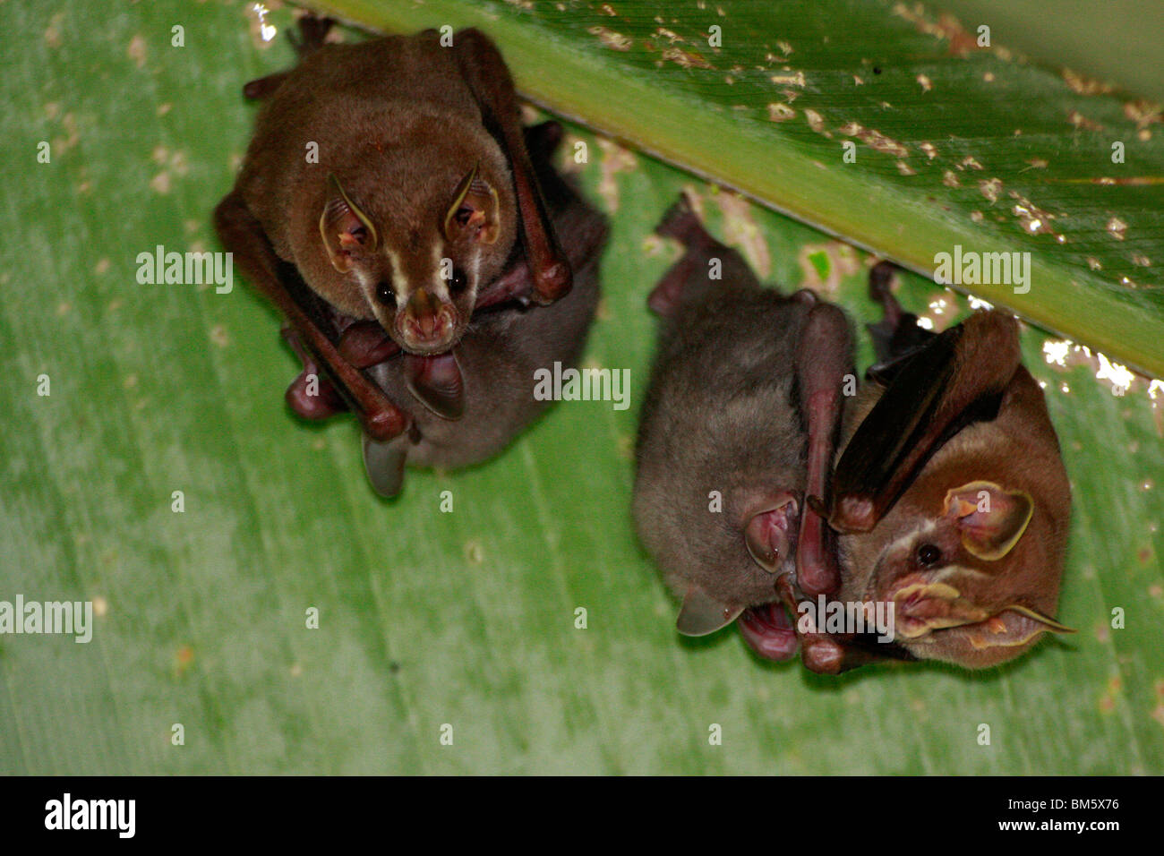 M-390D TENT-MAKING BAT MOTHERS AND YOUNG Stock Photo
