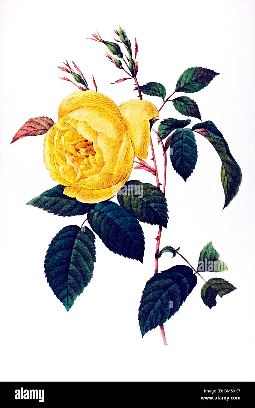 Rosa indica yellow Stock Photo