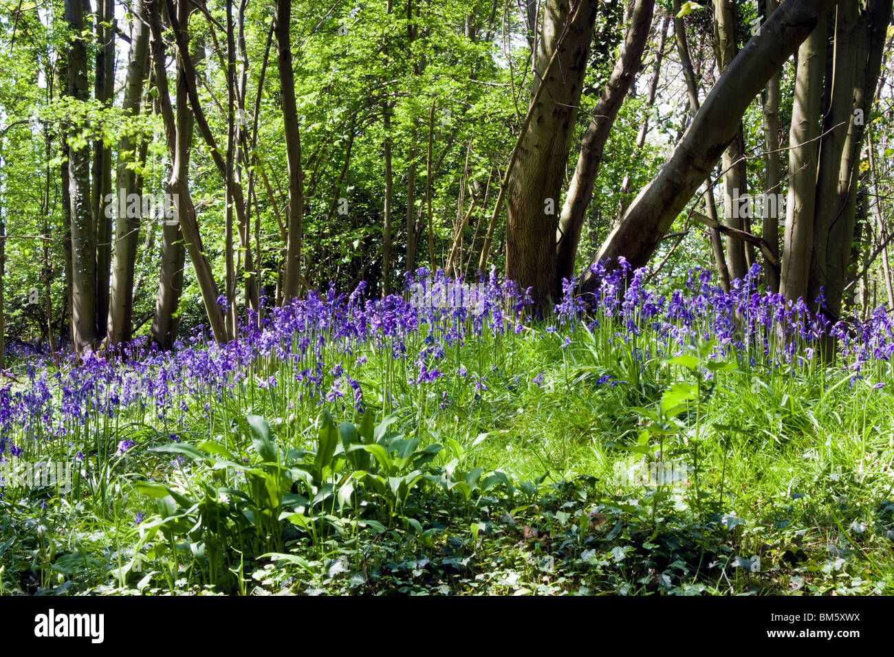 a mound of Bluebells in woodland in Kent with the light breaking