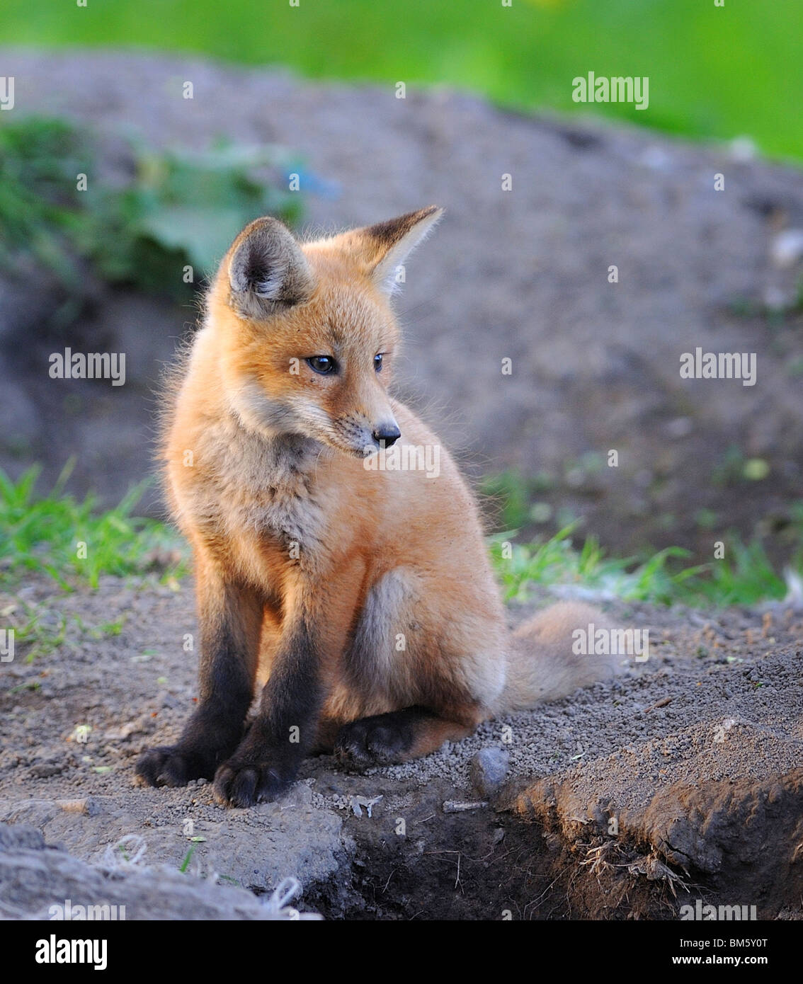 Kit fox in the wild, Indiana. Stock Photo