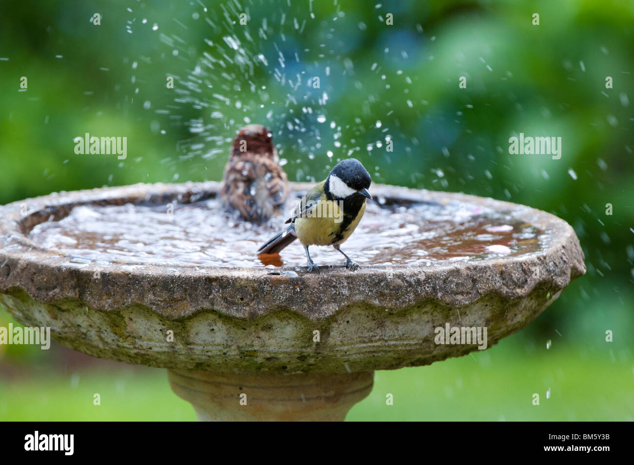 The great tit taking a bath, The Great Tit (Parus major) is…