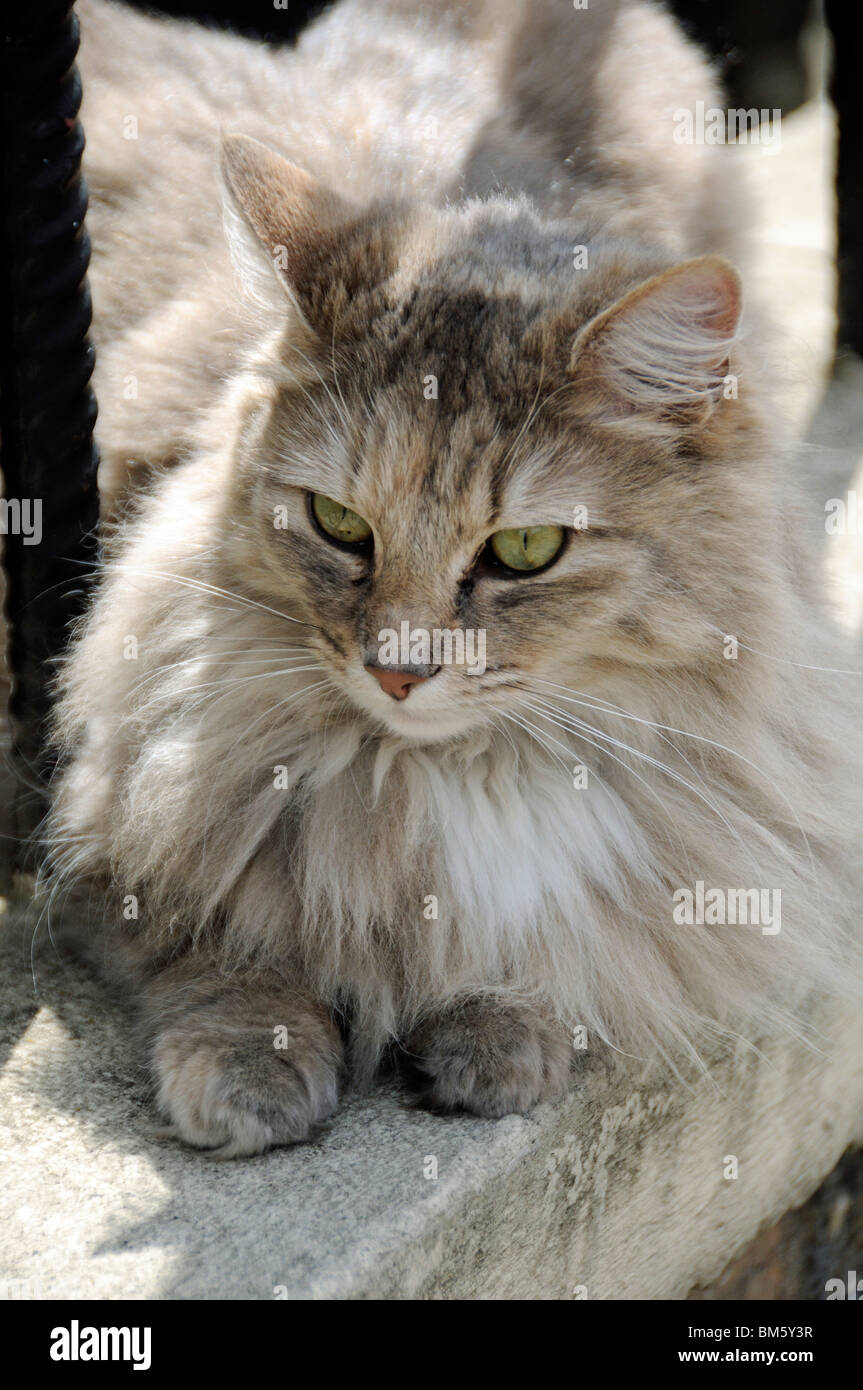Long haired cat outdoors hi-res stock photography and images - Alamy