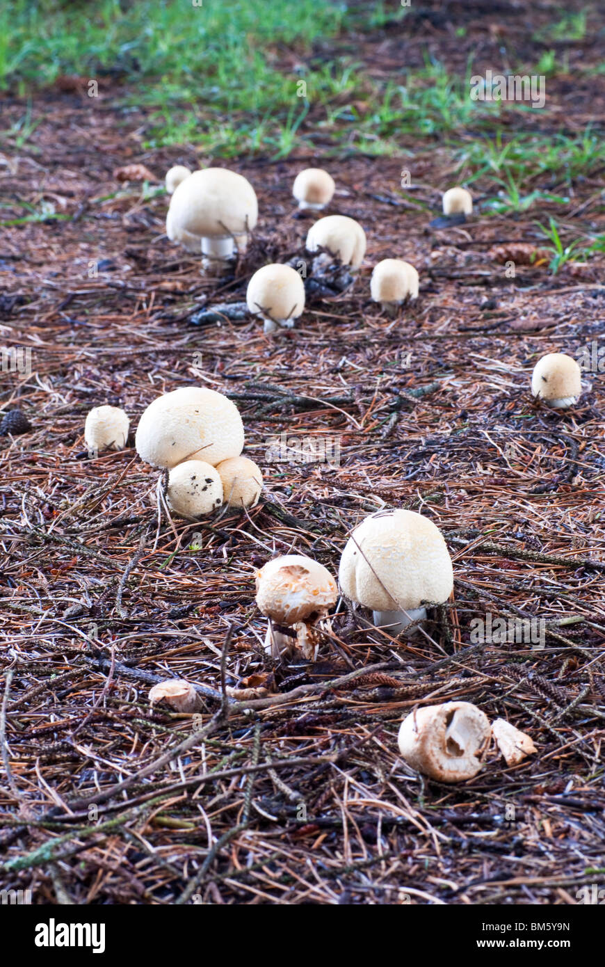 Edible mushroom Stock Photo