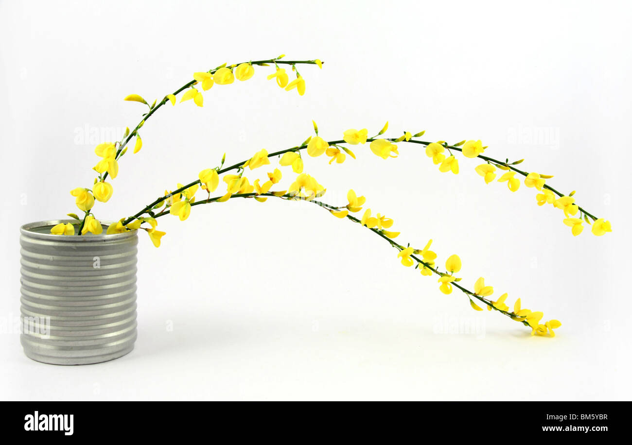 Yellow broom hires stock photography and images Alamy