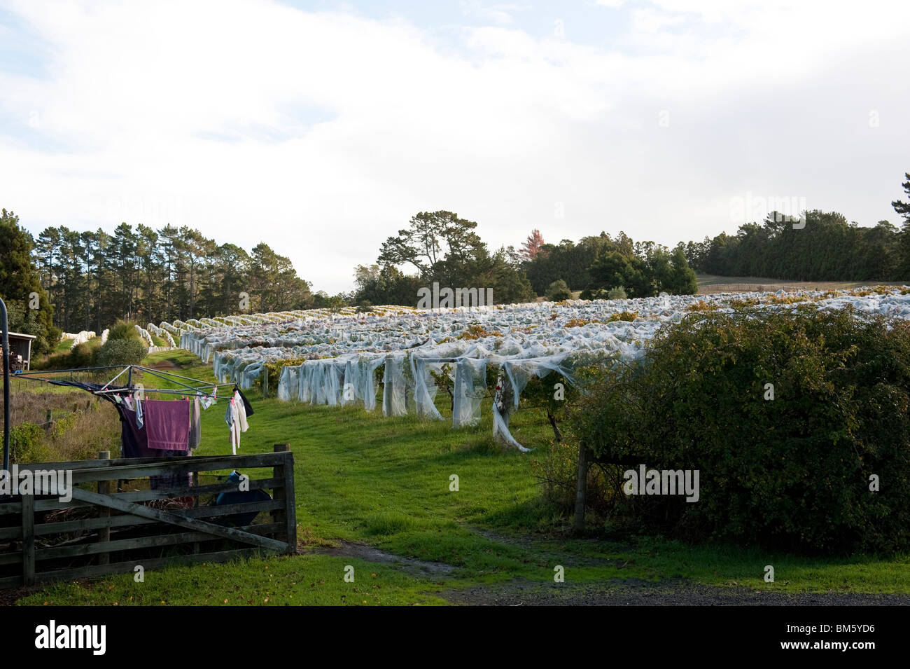 Vines at Awa Valley Wines, Kumeu, Auckland Stock Photo Alamy