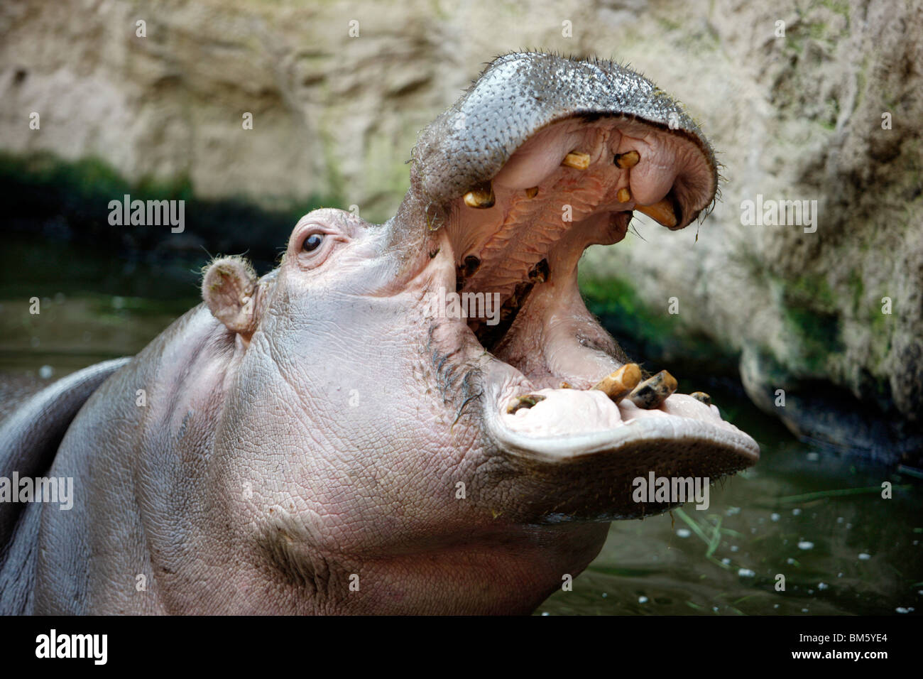 Hippo in a zoo. Stock Photo