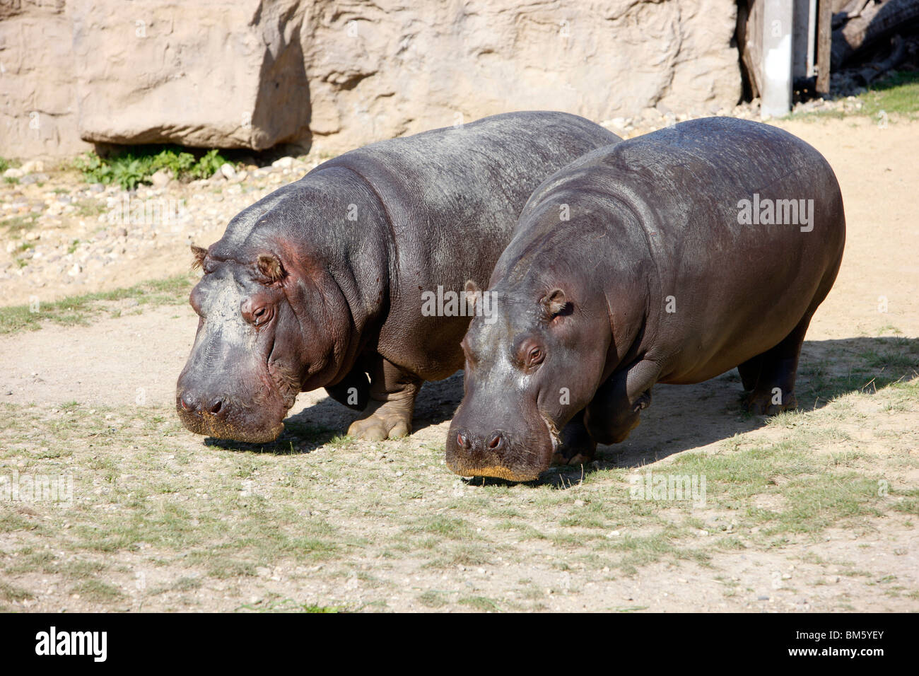 Hippo in a zoo. Stock Photo