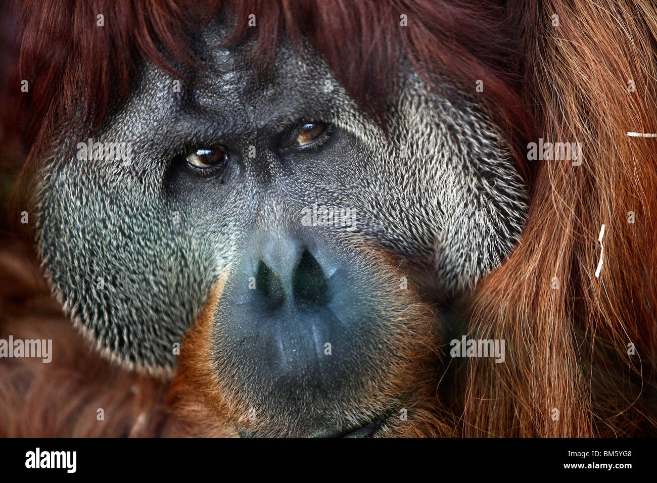 Orang-outang, Orangutan, monkey in a zoo. Stock Photo