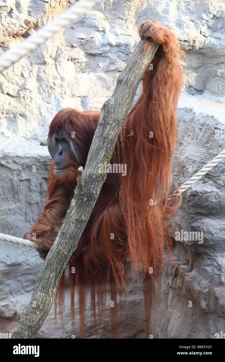Orang-outang, Orangutan, monkey in a zoo. Stock Photo