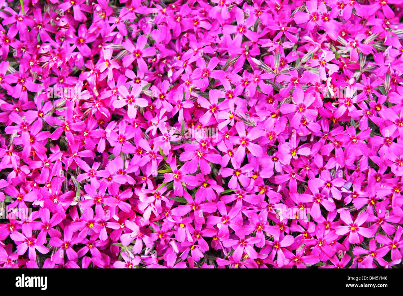 real pink flowers for natural background Stock Photo - Alamy