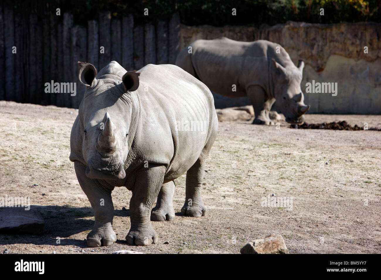 rhinos, compound, Zoom World of experience, Gelsenkirchen, NRW, Germany, Europe. Stock Photo