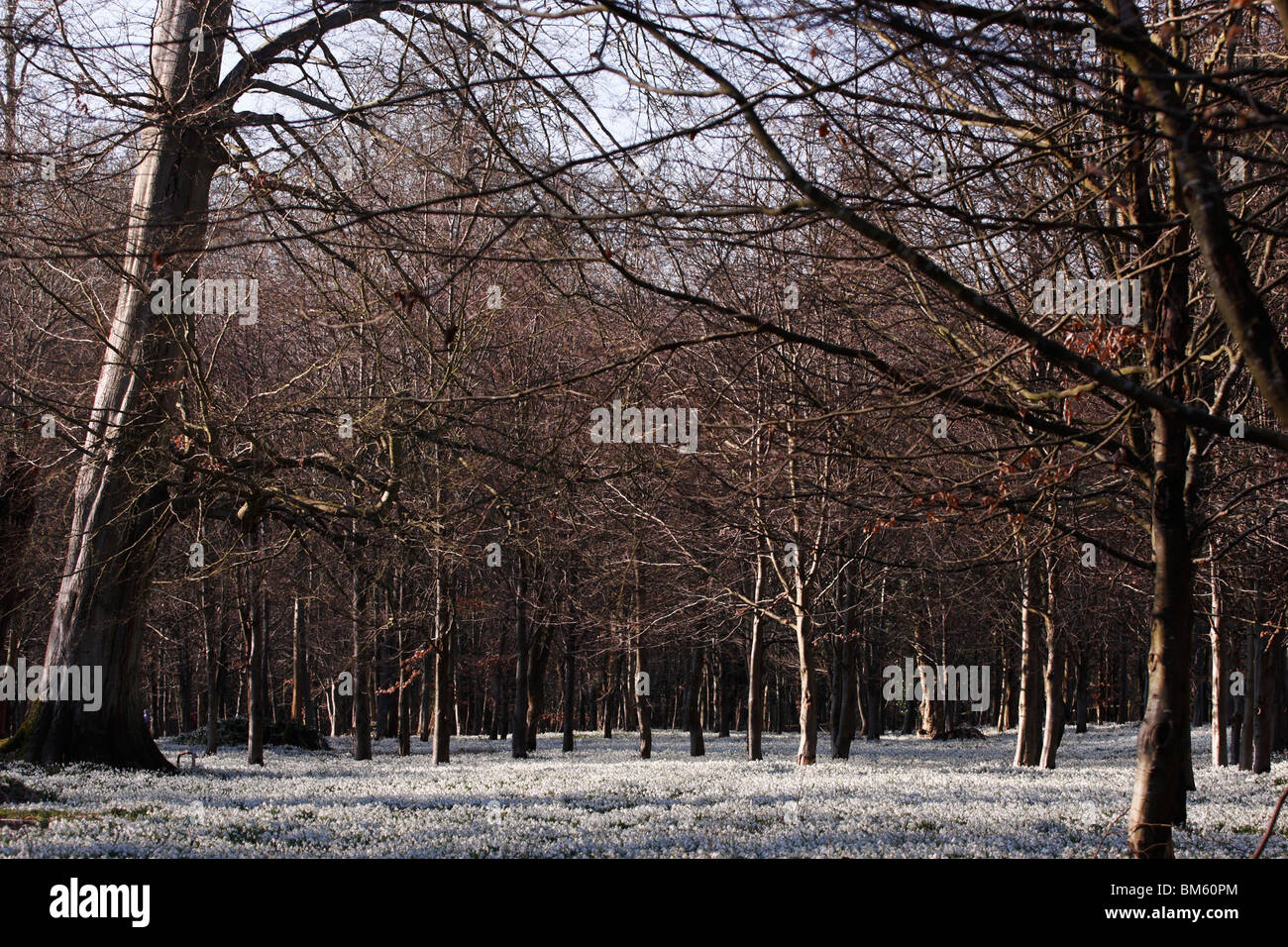 Snowdrops and beech wood, [Welford Park], Berkshire, England, UK Stock Photo