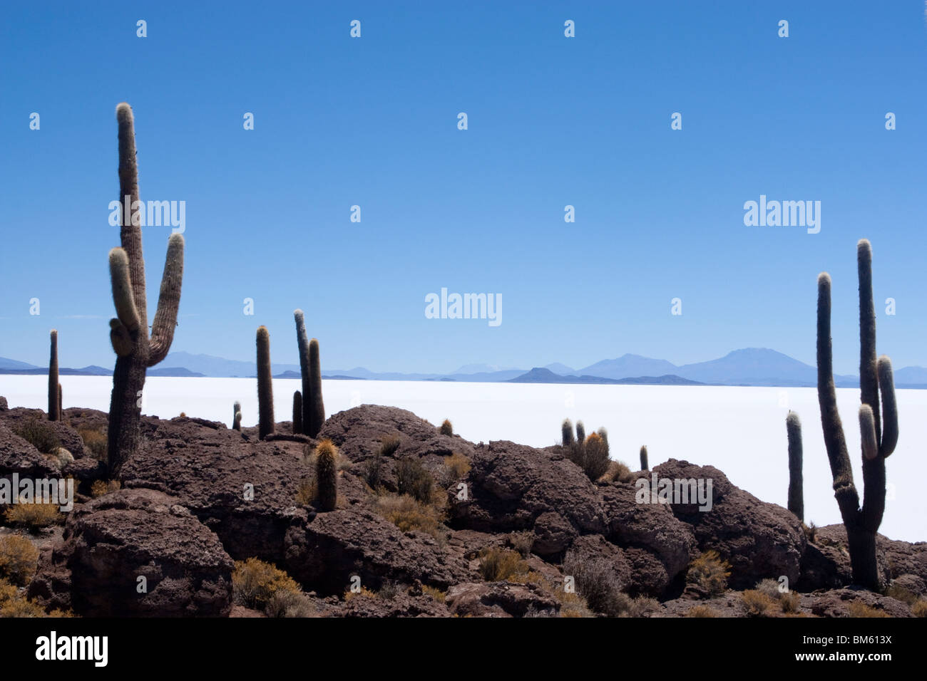 Sala De Uyuni (Salt Flat) - Cactus Island,  Bolivia Stock Photo