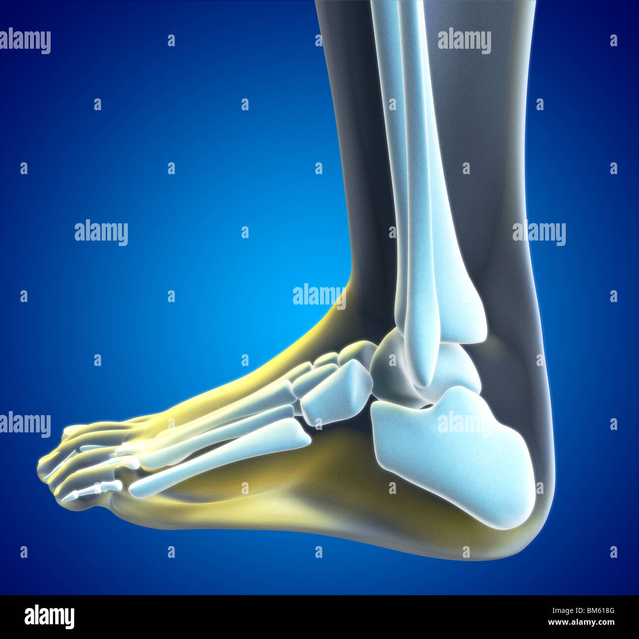 an-illustration-of-a-foot-xray-with-a-red-spot-showing-the-injured-ankle-stock-photo-alamy