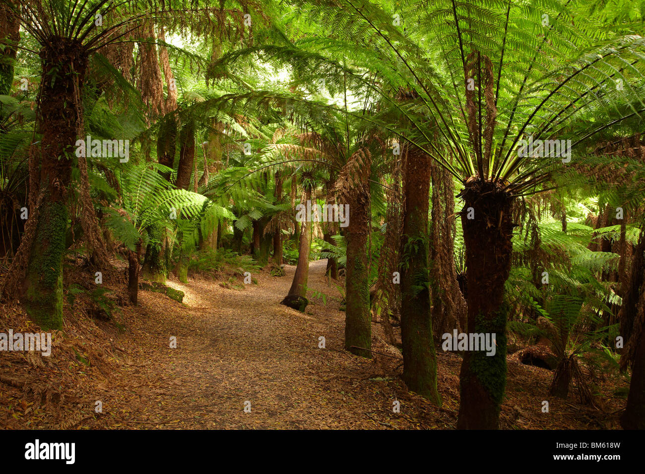 Track to St Columba Falls through Fern Glade, St Columba Falls State