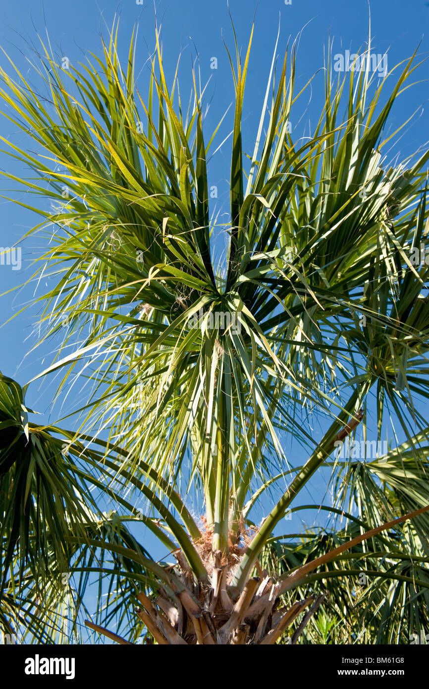 Cabbage Palm tree also known as Carolina Palm against blue sky Stock