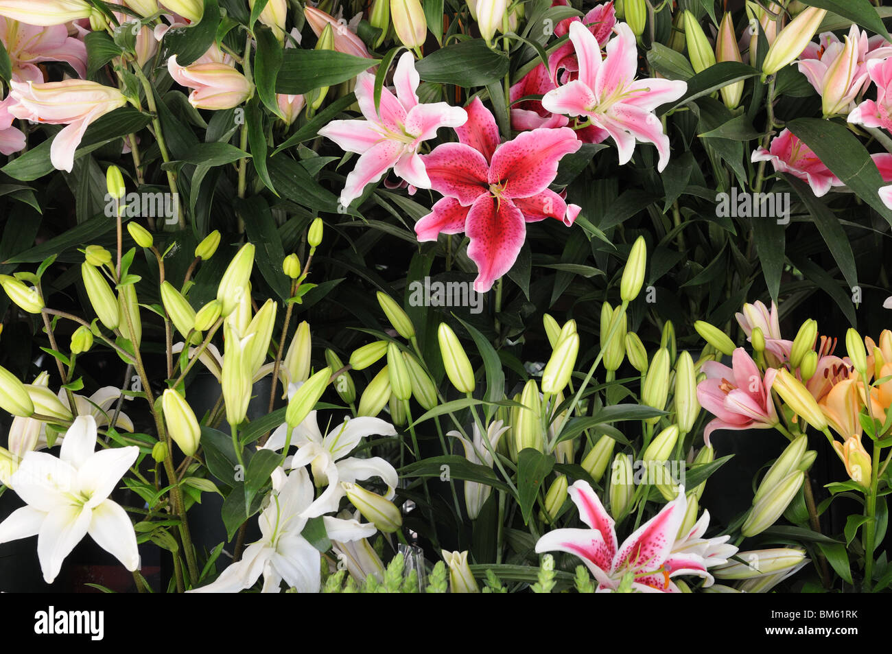 Day lilies for sale at a flower stand in Lower Manhattan Stock Photo