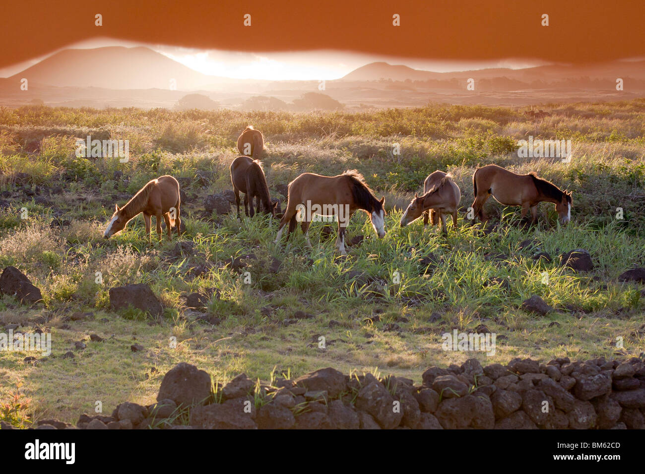 horses at Rapa Nui, ( Easter Island , Isla de Pascua ) , Chile Stock Photo
