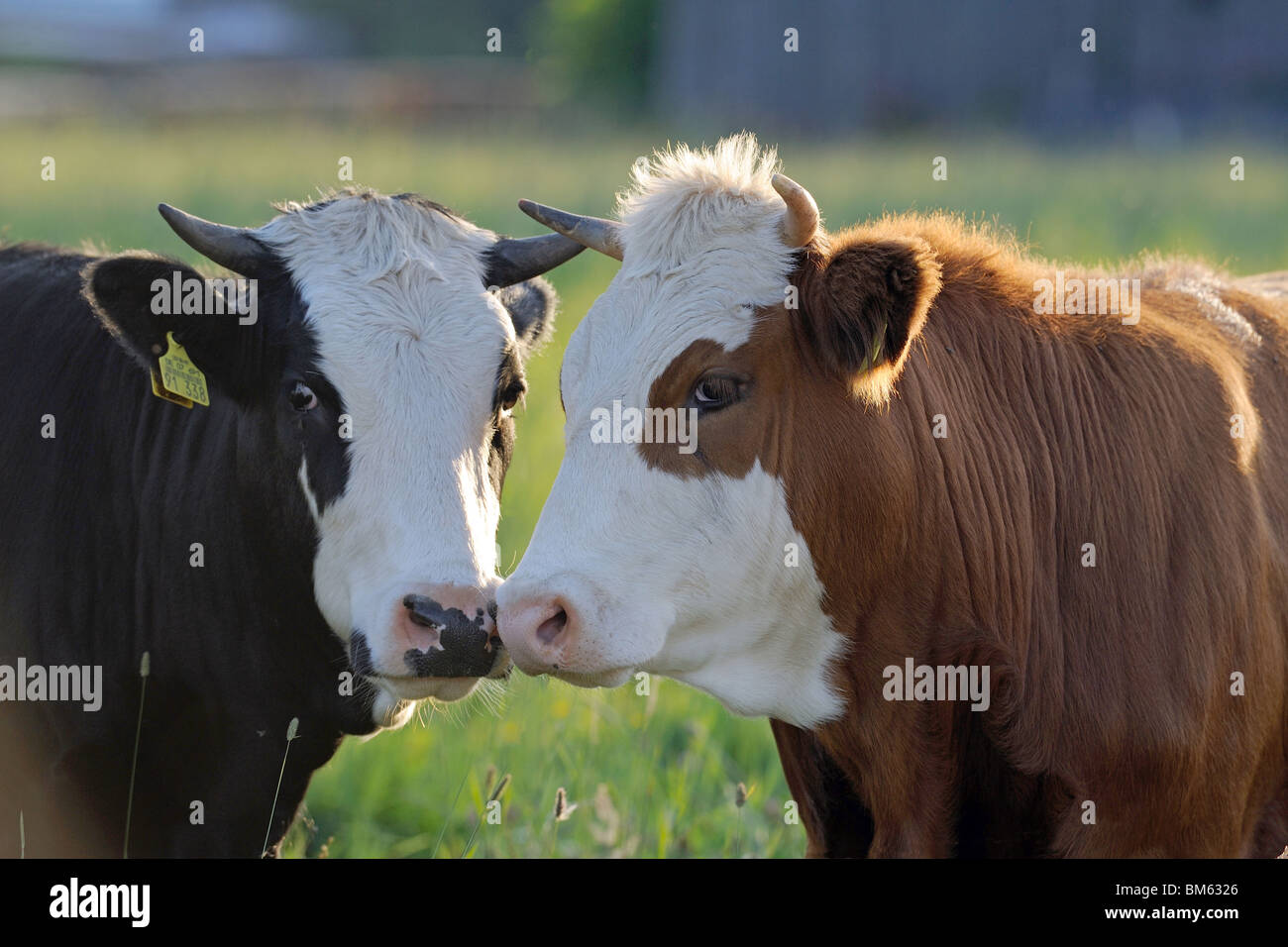 Domestic cattle, breed: Red Holstein (Bos primigenius, Bos taurus), two individuals on a pasture, portrait. Stock Photo
