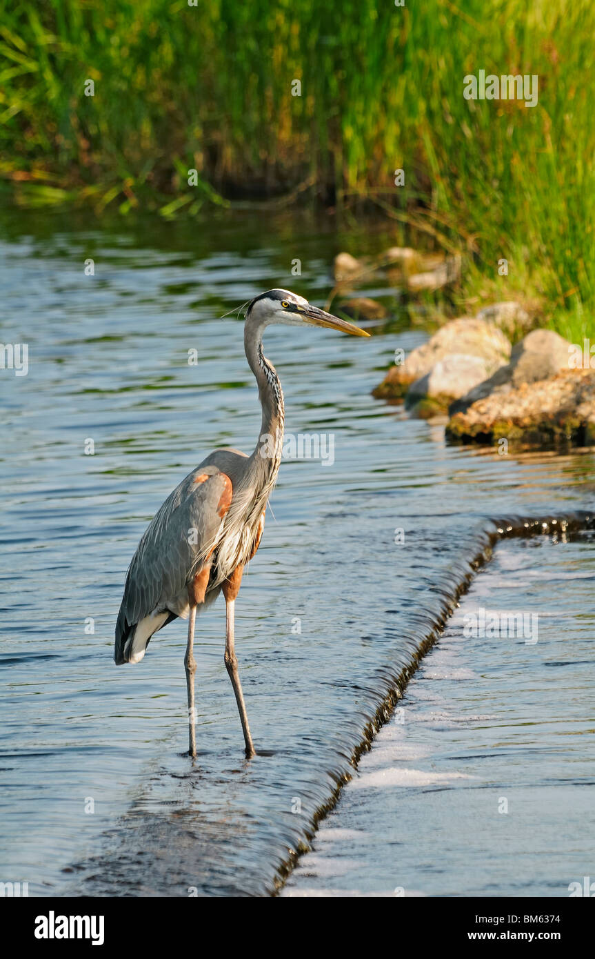 Alabama gulf coast bird hi-res stock photography and images - Alamy