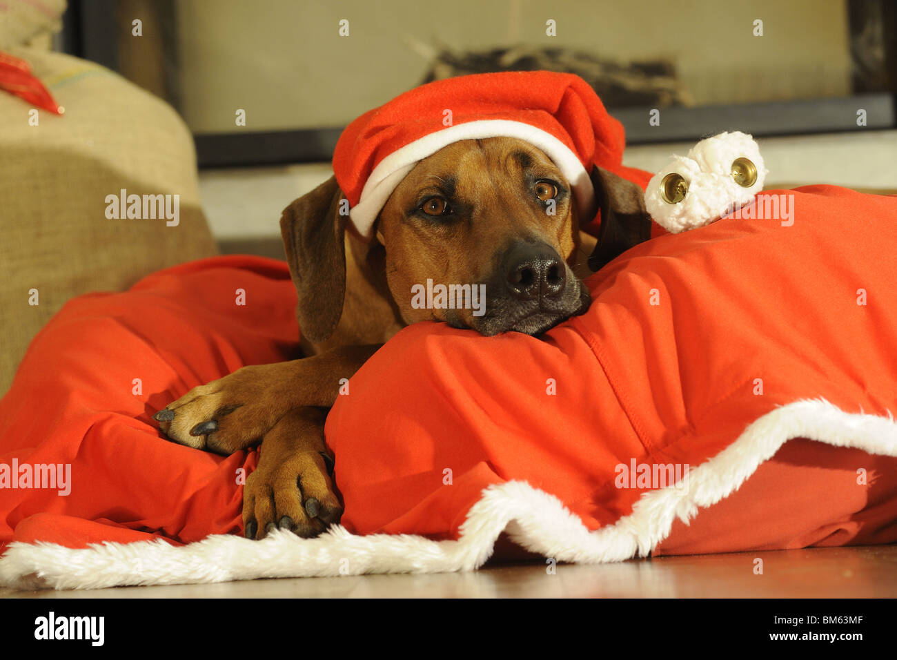 Rhodesian Ridgeback (Canis lupus familiaris), dressed-up as Santa Claus. Stock Photo
